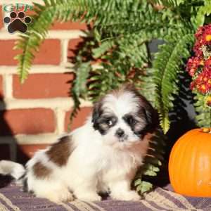 Jewel, Shih Tzu Puppy